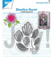 Die - Dianthus flower