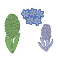 Die - Spring Garden - Fragant Hyacinth