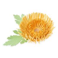 dies - Thinlits - Chrysanthemum