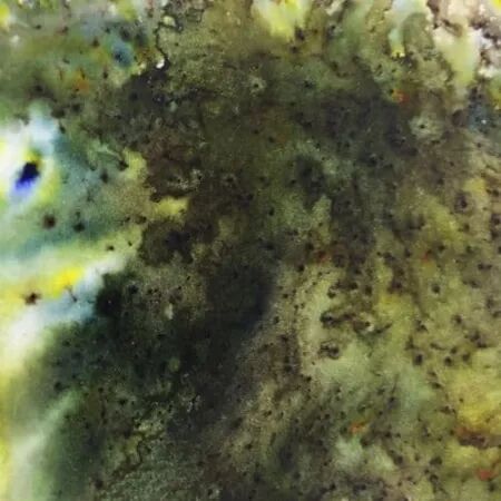 Infusions - Pigments - Olive Tree