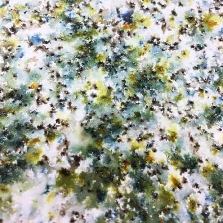 Infusions - Pigments - Olive Tree
