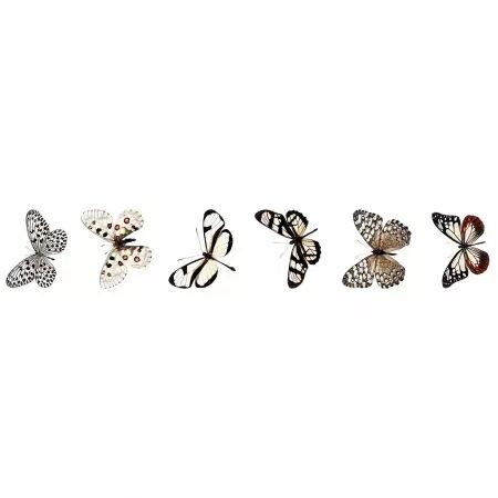 Transparent Stickers on Roll - Grunge Collection- Papillons - Studio Light